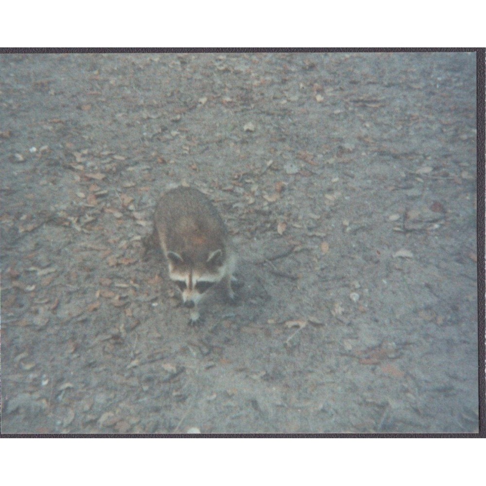 Vintage 1988 Snapshot Photo Raccoon Wildlife Forest Color Photograph
